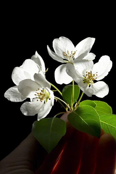 블랙에 사과 나무 꽃 — 스톡 사진