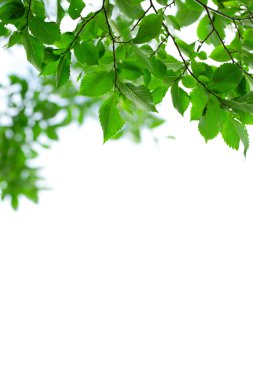 Genç yeşil yaprakları