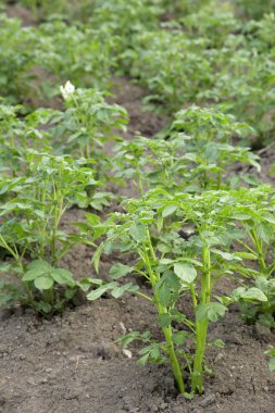 blossom'ın patates tops