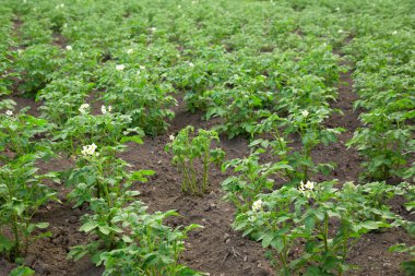 blossom'ın patates tops