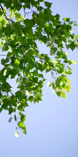 Stock image Young green leaves