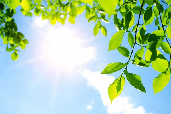 Hojas verdes con rayos solares —  Fotos de Stock