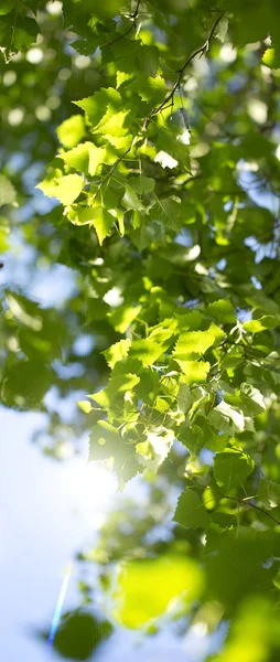 Young green leaves — Stock Photo, Image