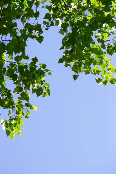 stock image Young green leaves