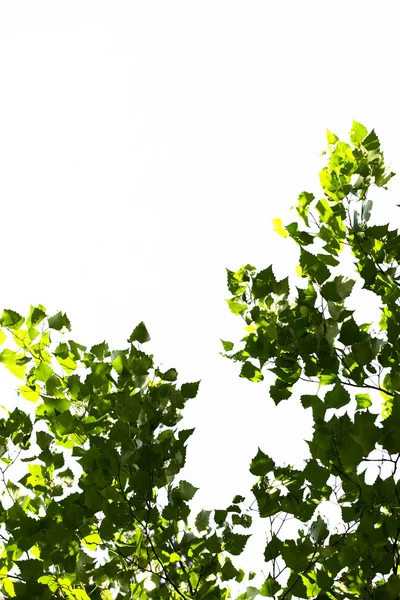 Stock image Young green leaves