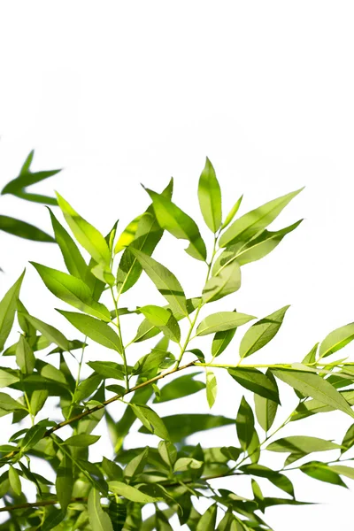 stock image Young green leaves