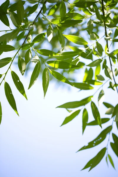 stock image Young green leaves