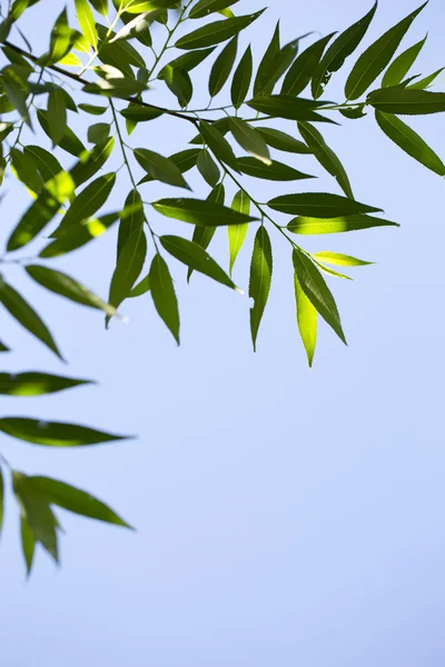 stock image Young green leaves