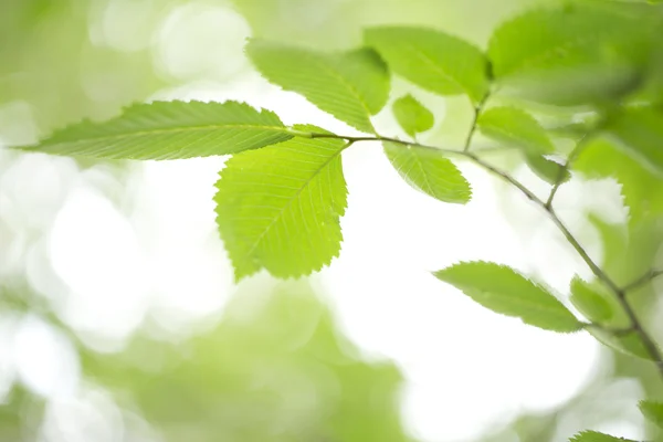 stock image Young green leaves