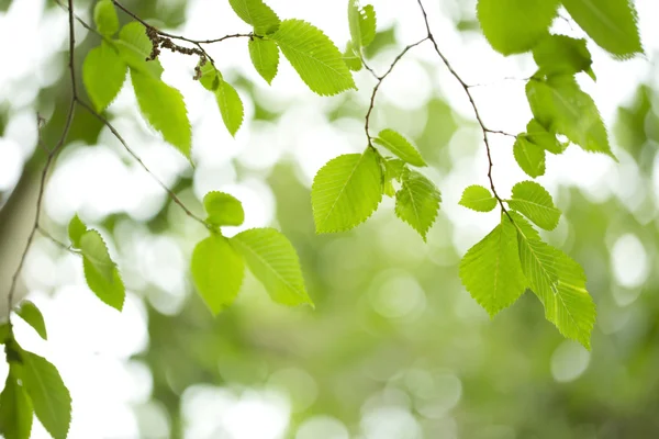 stock image Young green leaves