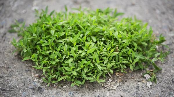 Piece of grass on the ground — Stock Photo, Image