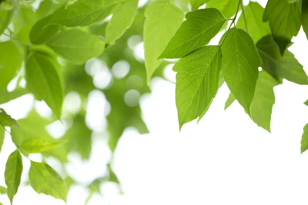 stock image Young green leaves