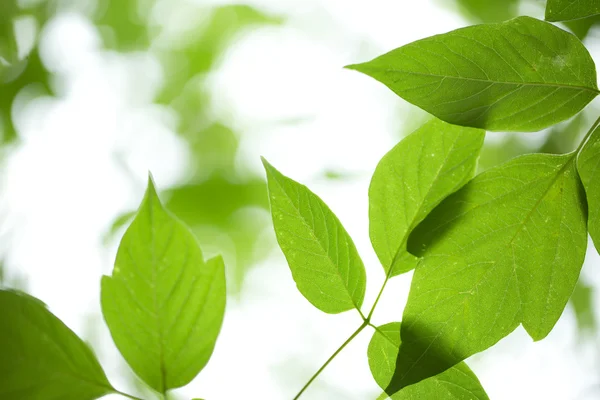 Young green leaves — Stock Photo, Image