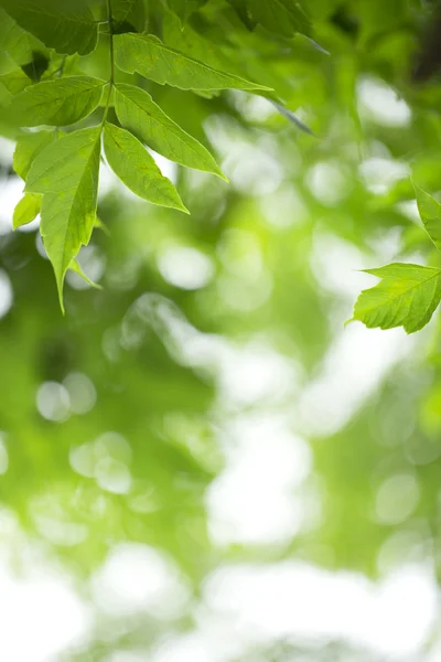 Stock image Young green leaves