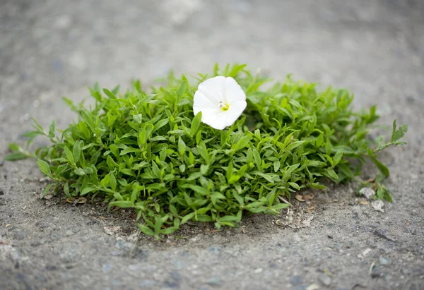 Pedaço de grama no chão — Fotografia de Stock