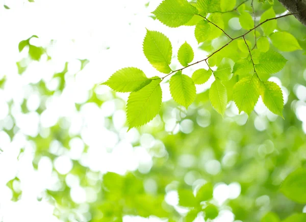 stock image Young green leaves