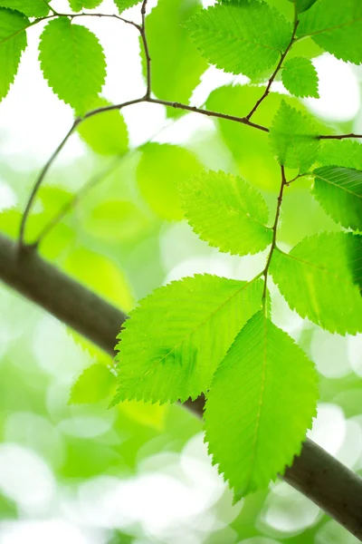 Μικρά πράσινα φύλλα — Φωτογραφία Αρχείου