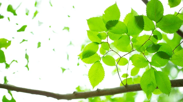 Mladé zelené listy — Stock fotografie