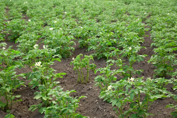 stock image Potato tops in blossom