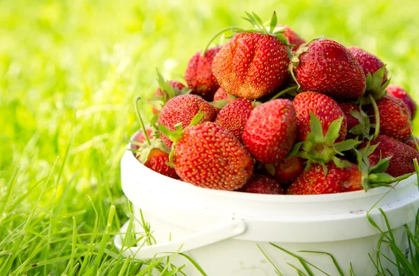 Reife Erdbeere — Stockfoto