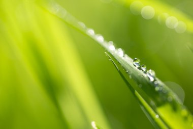 Blade of grass in morning dew