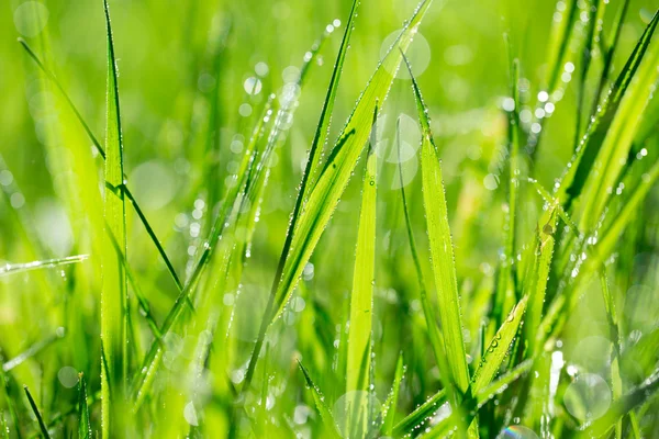 Blade of grass in morning dew — Stock Photo, Image