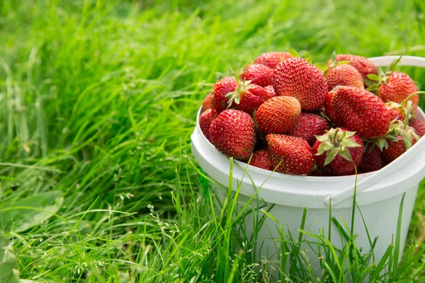 Ripe strawberry in basket on grass — Stock Photo, Image