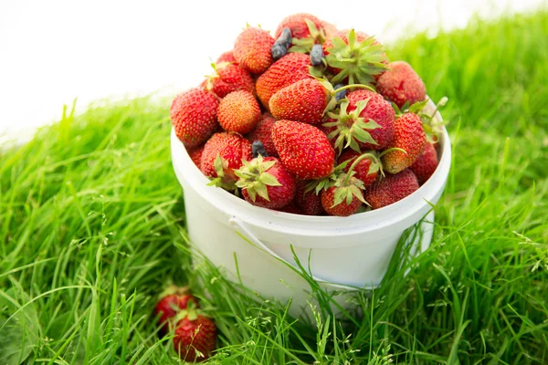 Mogen jordgubbe i korg på gräs — Stockfoto