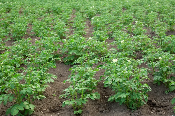 stock image Potato tops in blossom