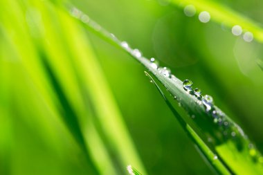 Blade of grass in morning dew