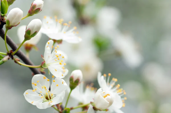 stock image Flowers of fruit trees