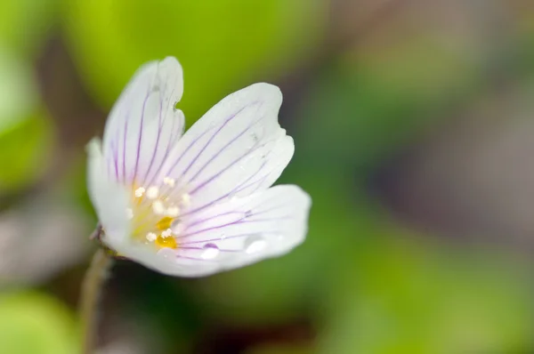 stock image Common Wood-sorrel