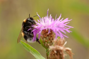 Bumblebee doğal ve çalı bir çayırda