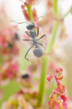 Karıncalar bir çayır ve pembe çiçekler.