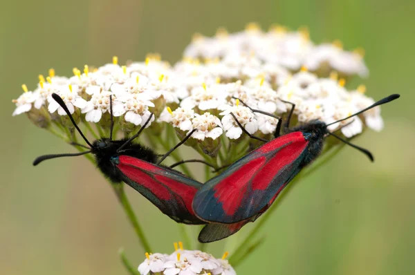 Two butterflies Zygaenidae and common yarrow — Stock Photo, Image