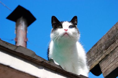 Farklı gözlerle kedi