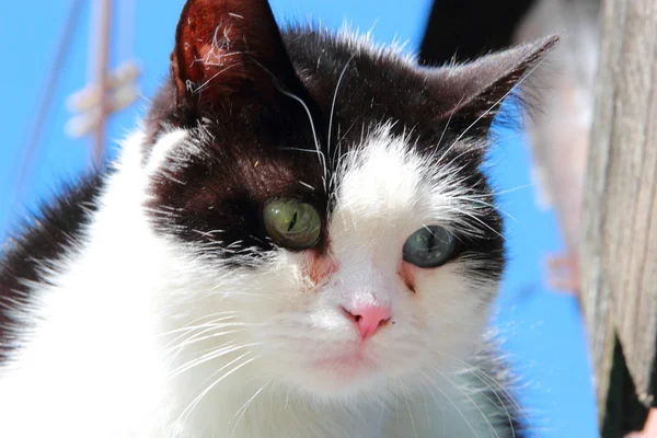 別の目の猫 — ストック写真
