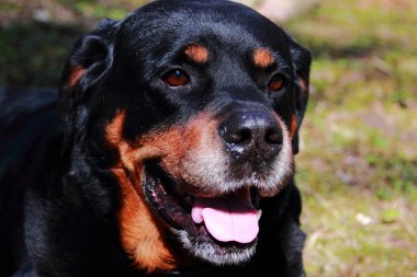 Rottweiler