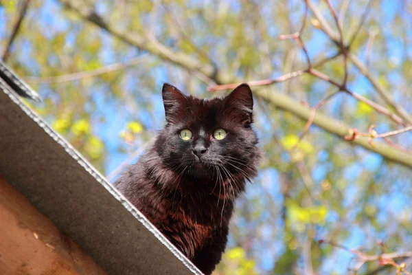 Negro esponjoso gato —  Fotos de Stock