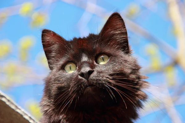 黒いふわふわした猫 — ストック写真
