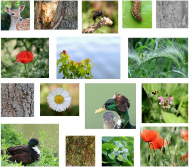 Macro. Set of naturalistic objects clipart