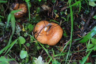 ormandaki mantarları