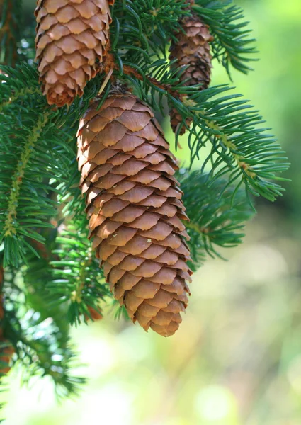 Stock image Pine Cone And Branches