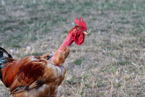 stock image Red rooster gamecock