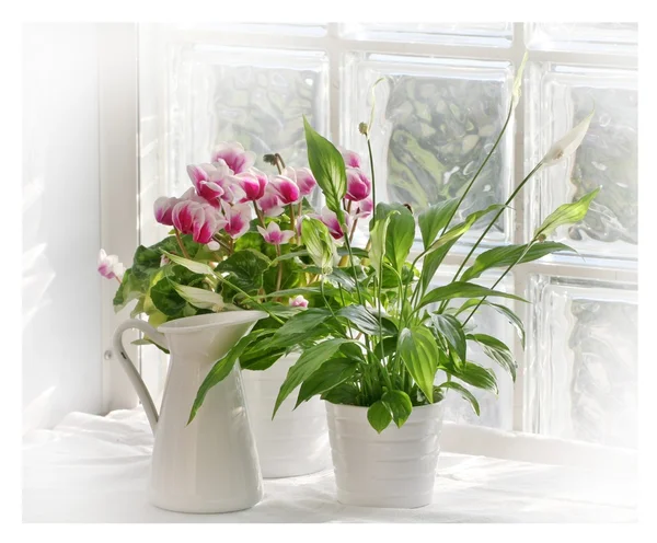 Flowers on windowsill — Stock Photo, Image
