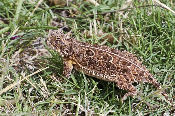 Um lagarto com chifres do Texas na grama — Fotografia de Stock