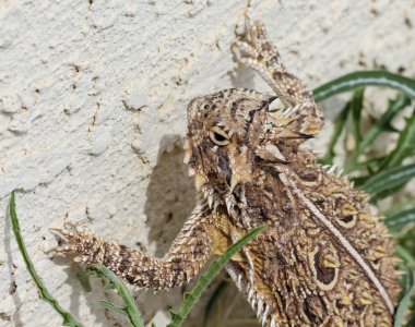 A Texas Horned Lizard Against a Stucco Wall clipart