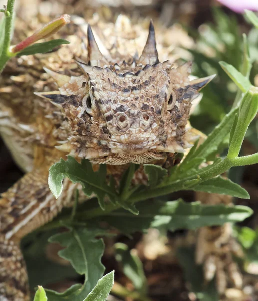 Un primer plano de un lagarto de cuernos de Texas —  Fotos de Stock