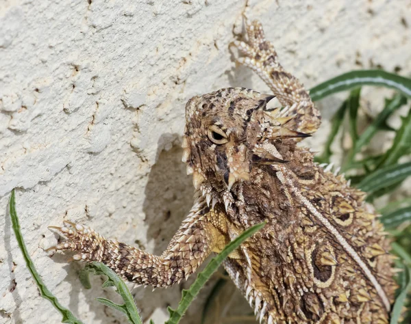 Un lagarto con cuernos de Texas contra un muro de estuco —  Fotos de Stock