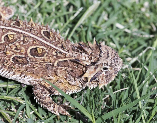 Una lucertola cornuta del Texas nell'erba — Foto Stock
